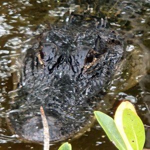 Meet your Posher, Gerard